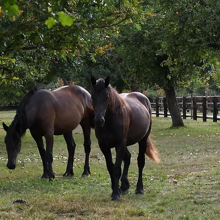 ベッド・アンド・ブレックファスト Domaine De La Lochetiere D'hotes Normandel